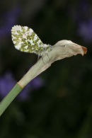 06-4410 Orange Tip (Anthocharis cardamines) Butterfly on Daffodil Stem